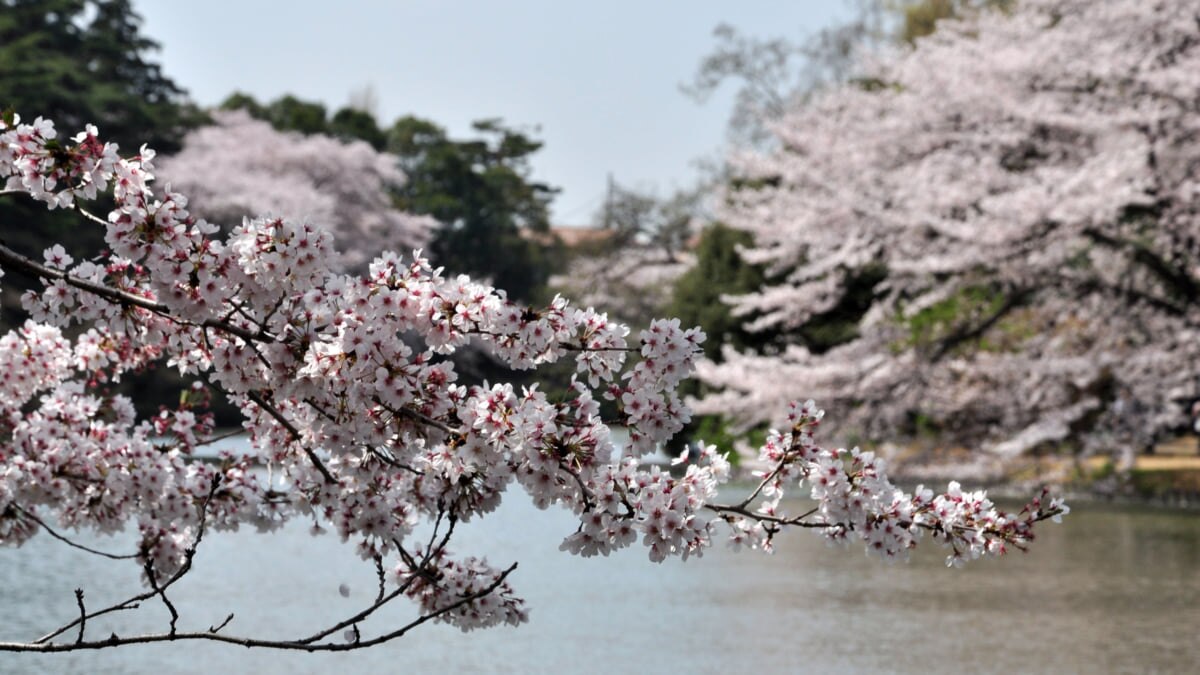 大宮でお出かけなら大宮公園 桜の名所としても有名な市民の憩いの場 Skyticket 観光ガイド