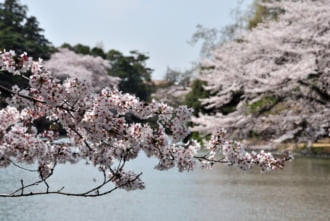 大宮公園内に咲く桜