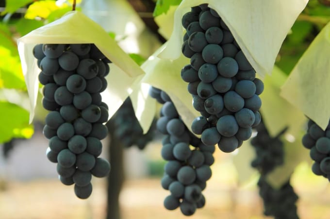 あすなろ園　山梨