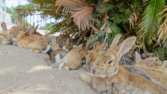 大久野島に生息するウサギたち