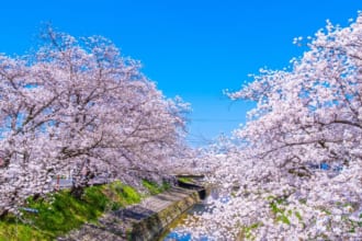 大和高田千本桜（奈良県 ）