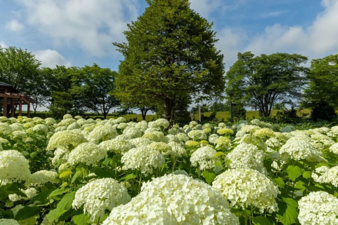 新庄　東山公園 あじさいの杜