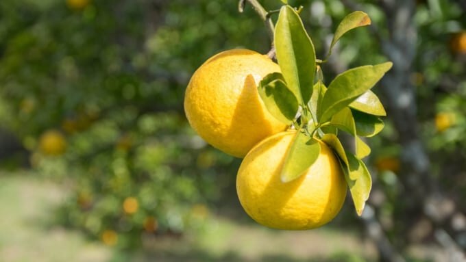 城ヶ崎オレンジ村
