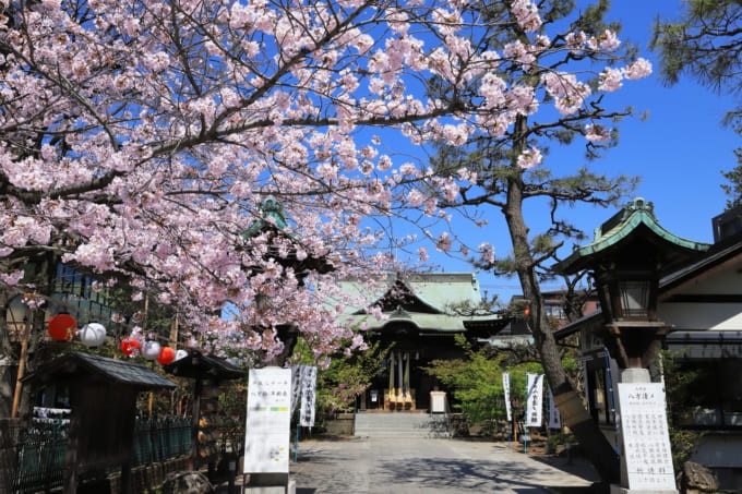 桜が綺麗な神社 東京