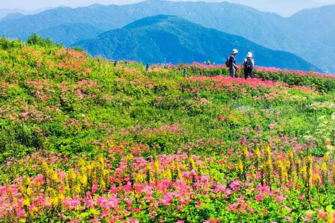 伊吹山のお花畑（滋賀県米原市）
