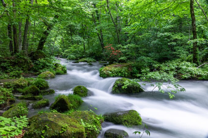 2023年 夏休み どこ行く　奥入瀬渓流