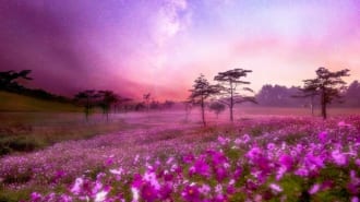 内山牧場　コスモス畑と天の川