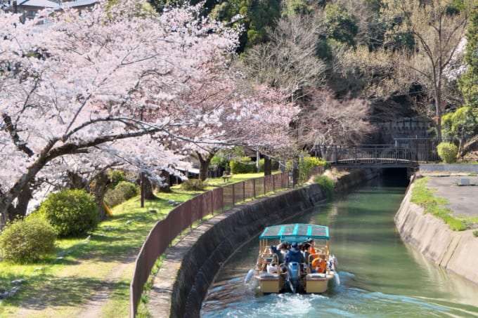 桜満開の琵琶湖疎水