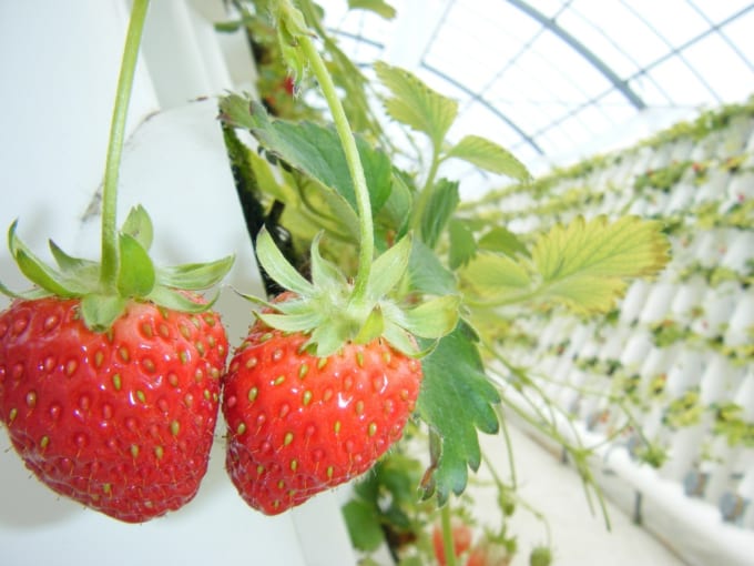 マザー牧場「味覚狩り」