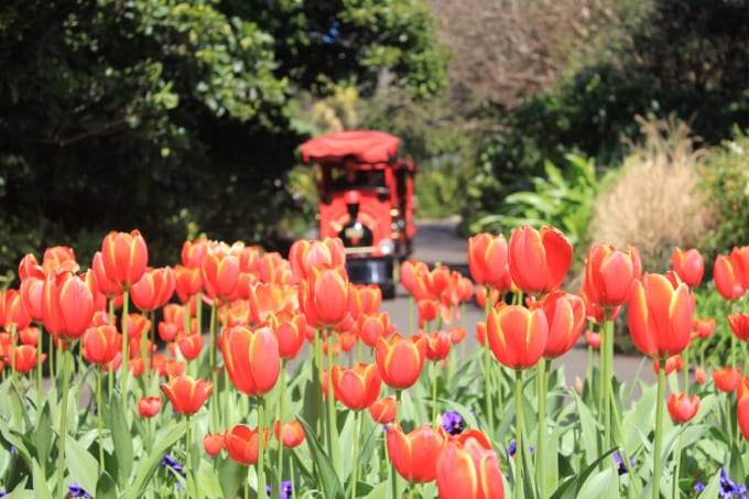 Btrain in the otanic Gardens of Sydney
