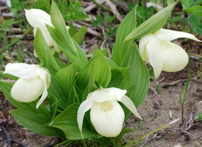 レブンアツモリソウ（北海道・礼文島）