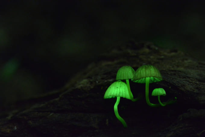 グリーンペペ（ヤコウタケ）