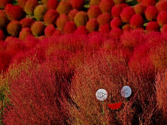 びわこ箱館山 コキアパーク（滋賀県高島市）