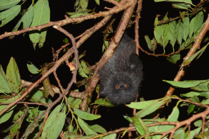 オガサワラオオコウモリ