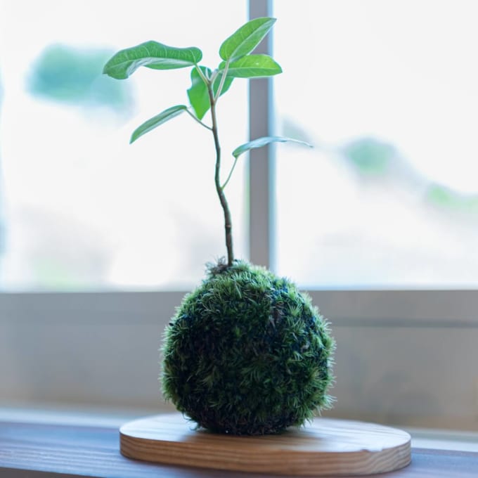 ガジュマル苔玉