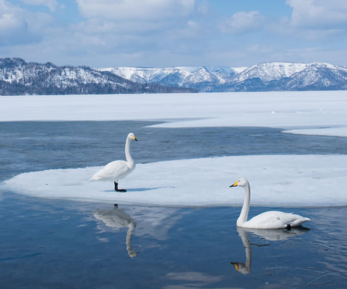 屈斜路湖の白鳥