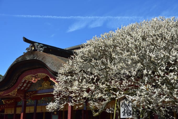飛梅（太宰府天満宮）