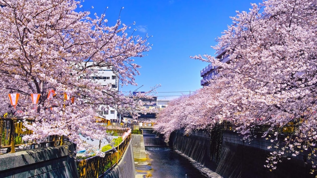 季節を感じる目黒のお祭り！おすすめ4選をご紹介