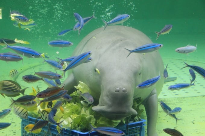 鳥羽水族館のジュゴン