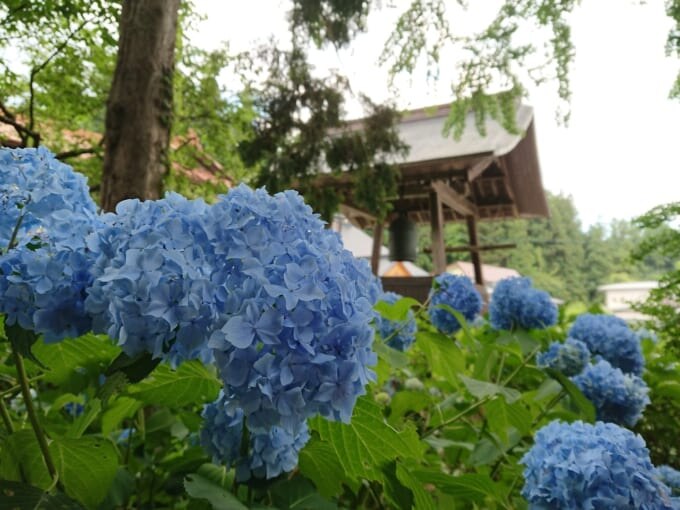 京都 紫陽花 善峰寺