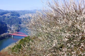 美しい梅林が広がる