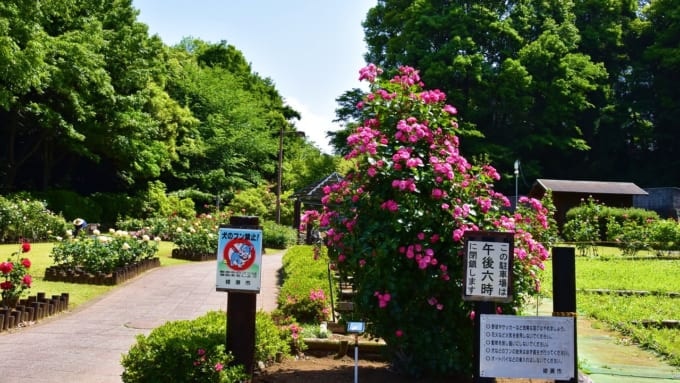 【綾瀬市】城山公園 花木園