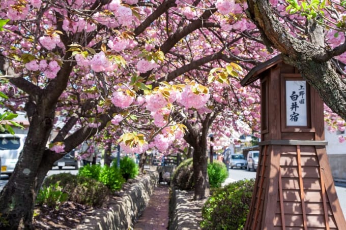 白井宿の八重桜