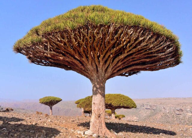 不思議な異世界空間がここにある 世界遺産イエメン ソコトラ諸島の魅力 Skyticket 観光ガイド