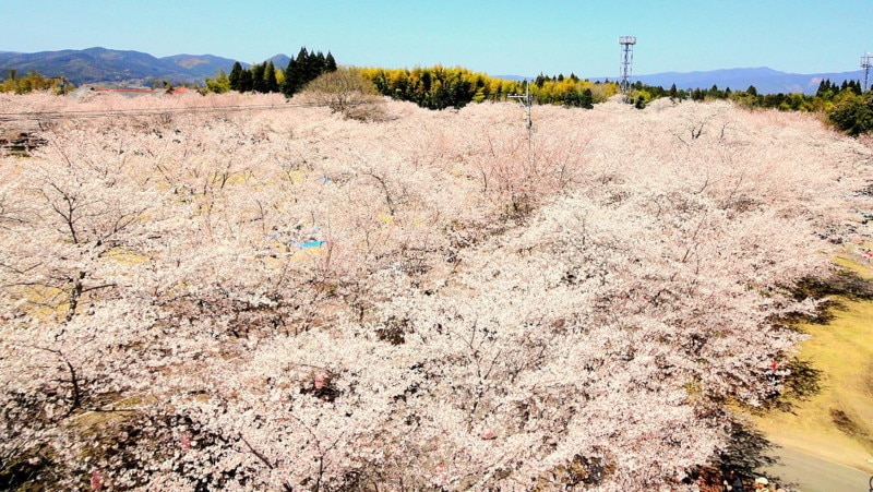 鹿児島県の桜の名所といえばここ！おすすめ観光スポット9選