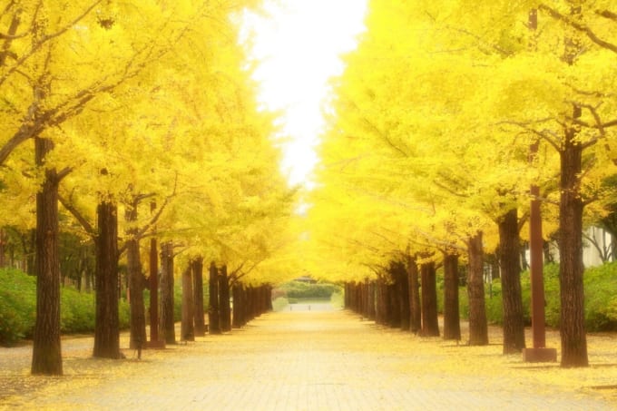 あづま総合運動公園のイチョウ並木