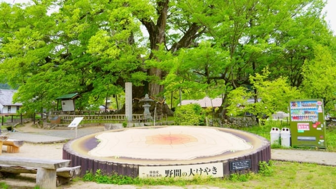 野間の大けやき