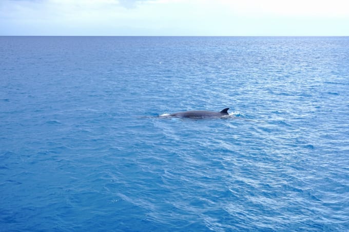 クジラのイメージ