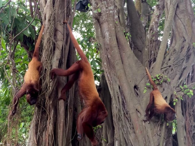 ロンダ・デル・シヌの猿