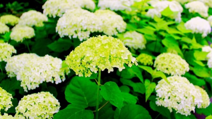 強羅公園の緑の紫陽花