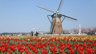 佐倉チューリップフェスタ