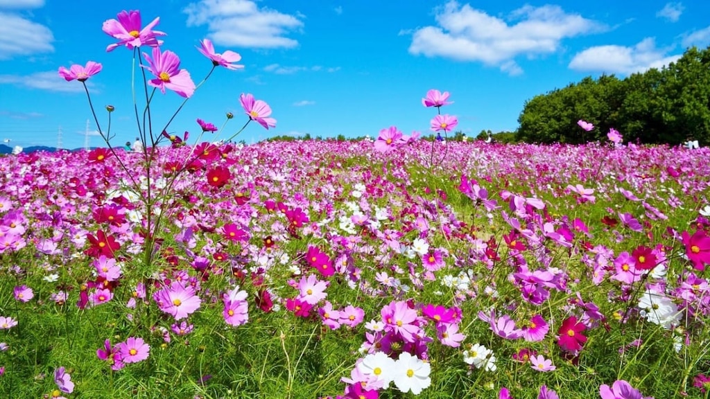 【大阪府】コスモス畑の名所12選！見頃をご紹介
