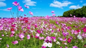 【大阪市】花博記念公園のコスモス 鶴見緑地