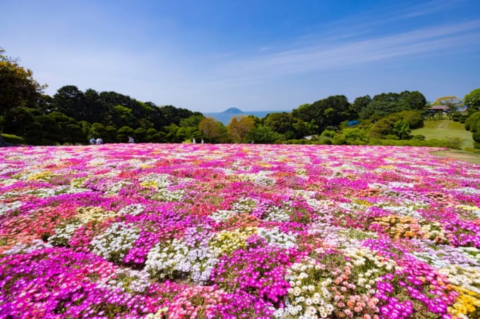 のこのしまアイランドパーク　リビングストンデージーの花畑（福岡×春）
