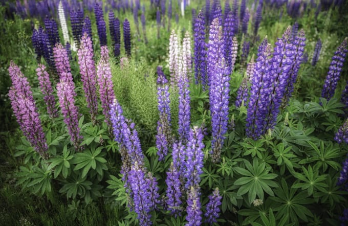 ルピナス（幌延町）