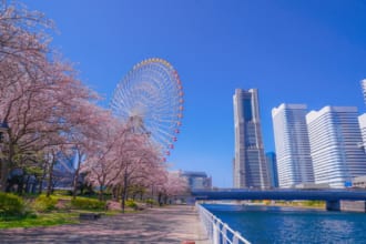 横浜×桜