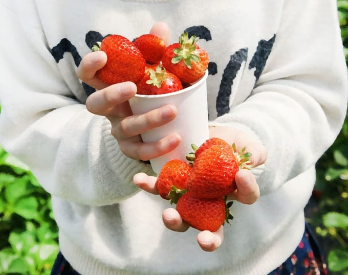 貴志川観光いちご狩り園