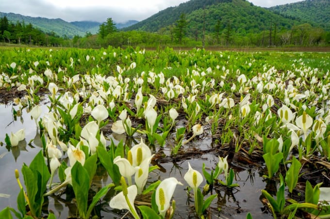 水芭蕉が咲く尾瀬ヶ原（群馬県片品村）