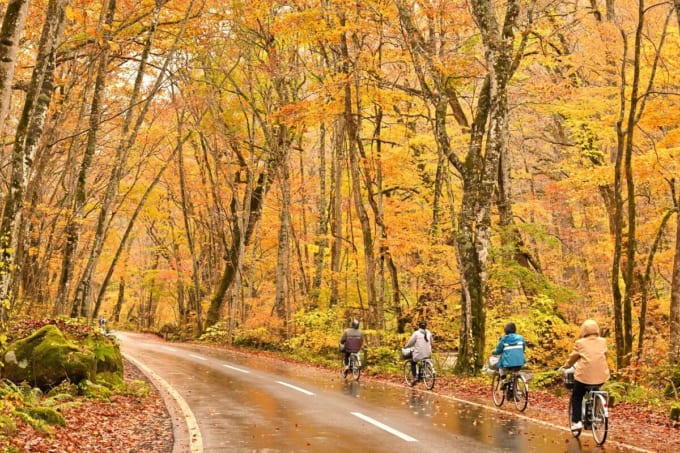 奥入瀬渓流　サイクリング