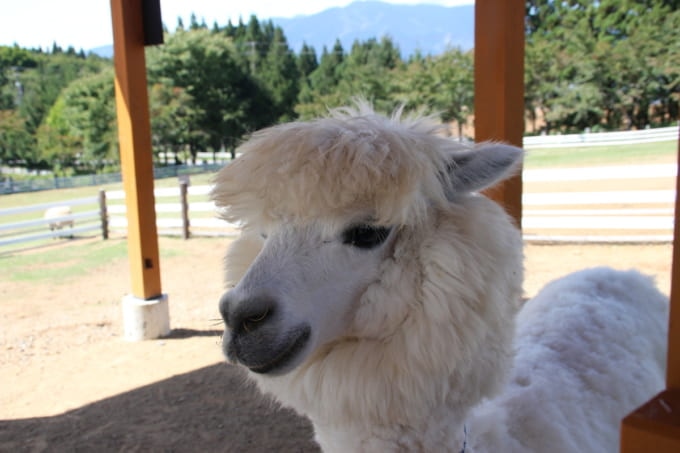 ひるがの高原牧歌の里　アルパカ（岐阜県）