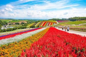 美瑛　四季彩の丘