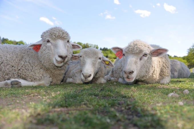 伊香保グリーン牧場