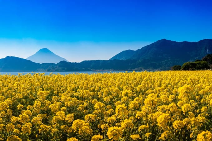 池田湖　菜の花と開聞岳（鹿児島）　