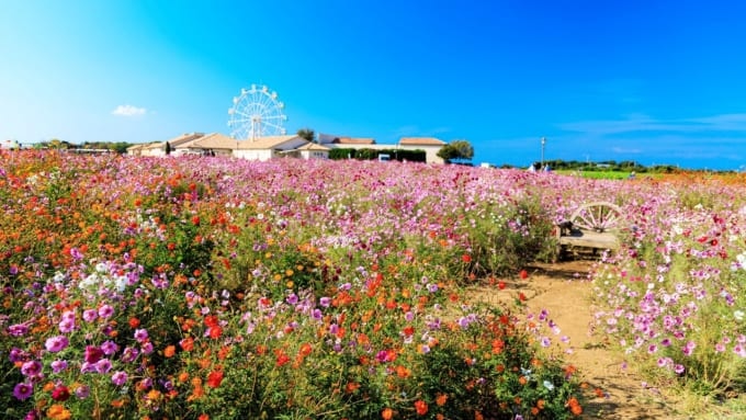 【横須賀市】長井海の手公園 ソレイユの丘のピンクのコスモス