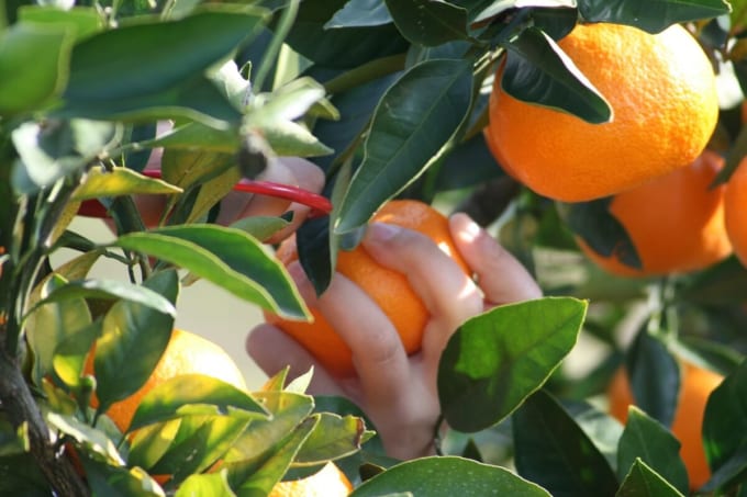 岸和田市観光農園