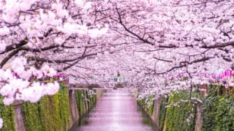 目黒川の桜